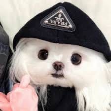 Dingdong Avanzado avatar